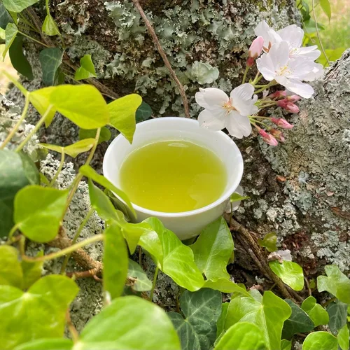 Vista 2 de SONO Genmaicha orgánico con matcha, mezcla de té verde sencha, arroz tostado y Uji Matcha Kyoto Origen Japón 3.52oz/100g