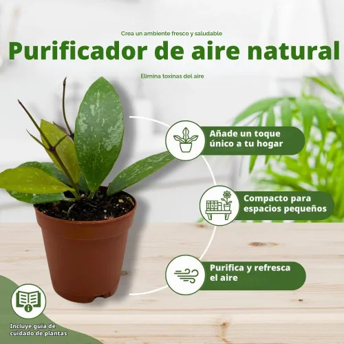 Vista 8 de BubbleBlooms Hoya Surtido variado de 2 pulgadas, juego de 4 Grower's Choice Live Potted Premium Collection