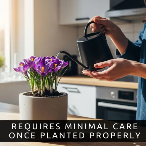Vista 4 de Bombillas de flores preenfriadas para forzar en interiores, fáciles de cultivar, cultivar en agua o suciedad en interiores o plantas al aire libre
