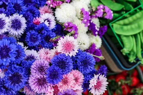 Vista 4 de TomorrowSeeds - Semillas de botón de soltero altas rosadas - Más de 1000 unidades - para plantar 2025 Centaurea Rose Heirloom Ramo de flores