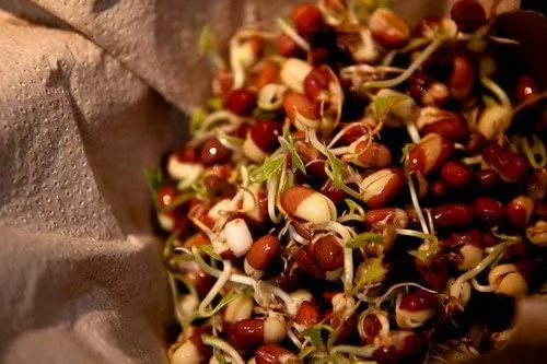 Vista 3 de Paquete surtido de 3 semillas germinantes de frijoles – (2 onzas de haba Adzuki, 2 onzas de haba garbanzo, 2 onzas de frijol mungo). Marca Country