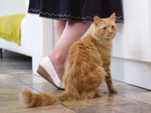 Vista 6 de PetSafe Llave magnética para solapas de gato, paquete de 2