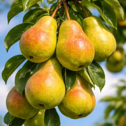 Vista 3 de Semillas de frutas para plantar - Semillas de frutas de jardín (caqui americano - 10 semillas)