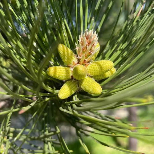Vista 3 de Pinus nigra (pino austriaco, pino negro europeo), apariencia atractiva, resistentes al frío, semillas de MySeeds.Co, elige la cantidad (0.25 oz)