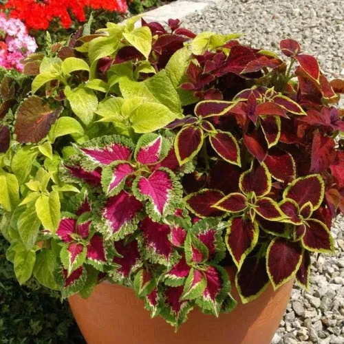 Vista 2 de Semillas Coleus Mix Flores anuales de interior para plantar