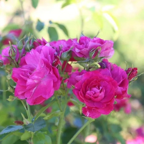 Vista 3 de Heirloom Roses Planta de rosas - John Cabot Rose Bush, planta viva resistente para plantar al aire libre