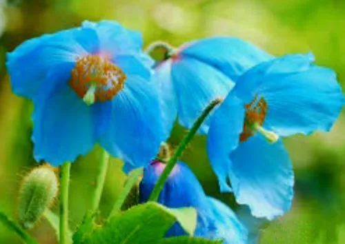 Vista 2 de 8000 Blue Papaver Rhoeas Seeds Poppy Heirloom Rare Poppies Himalayan Meconopsis Flower Seeds