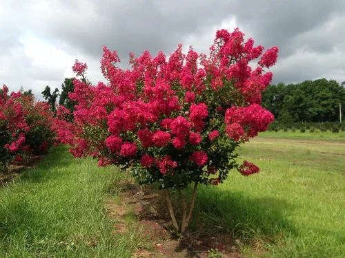 Vista 3 de Crape Myrtle Tonto 3 plantas vivas Flores rojas fucsias/rosas, planta viva premium, arbusto ornamental para cautivadores acentos de jardín