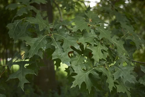Vista 3 de Semillas de roble Bur para plantar 5 semillas grandes y saludables Bur Oak es apreciado por su aspecto atractivo y bellotas peludas