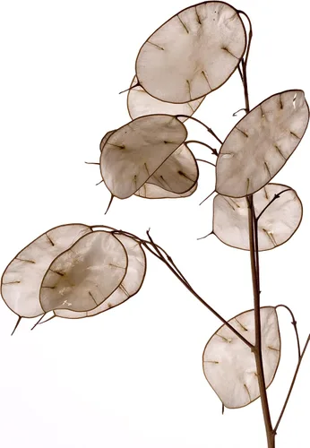 Vista 5 de Smoke Camp Crafts Semillas orgánicas de plantas de dinero (Lunaria Annua Violet) 25 semillas (0.02 oz) - Honesty, Moneywort, Moonwort, Silver Dollar