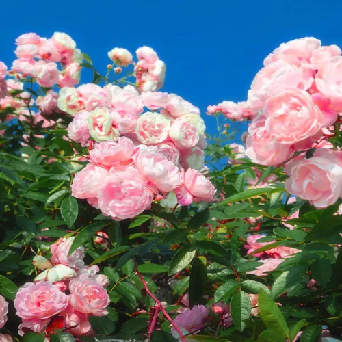 Vista 6 de Semillas de rosas trepadoras para plantar, 300 piezas de semillas de rosas trepadoras, reliquia no transgénica, plantas de flores de jardín raras
