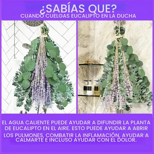 Vista 7 de Tallos de eucalipto secos y flores de lavanda para ducha y decoración, 80