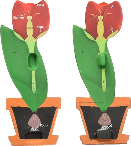 Vista 2 de Learning Resources Modelo de flores de sección transversal: flores de espuma con tallo, modelo de planta de biología, imprescindible para el aula