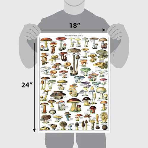 Vista 2 de Póster de hongos vintage impresos, tabla de referencia de identificación botánica de micología y hongos, volumen 1 y 2 (laminado, 18 x 24 pulgadas)
