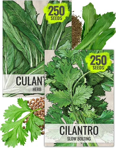 Vista 12 de Seed Needs Shiso - Semillas de hierbas variadas, paquete de 2 sin OMG y perilla de reliquia