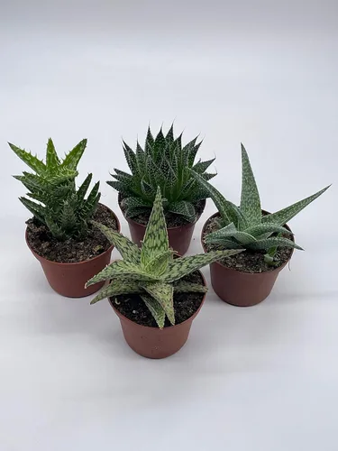 Vista 2 de BubbleBlooms Surtido variado de aloe, macetas de 3 pulgadas, 4 suculentas de aloe diferentes