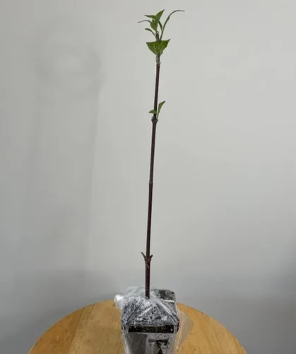 Vista 2 de Live Akebono Cherry Blossom Tree (6 ''-10 '' de alto) - Flor de cerezo para jardinería - Not Ship AZ & CA
