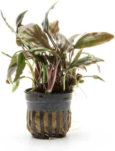 Vista 5 de SubstrateSource Cryptocoryne Plantas de acuario vivas, planta de agua dulce para acuarios, tanques de peces plantados, aptas para principiantes