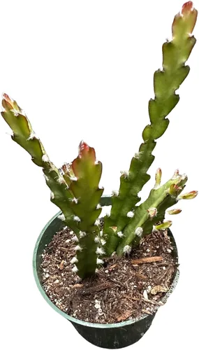 Vista 12 de Cactus vivo y plantas suculentas (maceta de 2 pulgadas Crassula Pubescens)