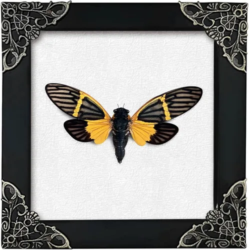 Vista 83 de 2 Real Dragonfly Specimens Shadow Box Framed Insect Display Oddities Curiosities Entomology Collection Natural History Wall Decor Gift for Nature
