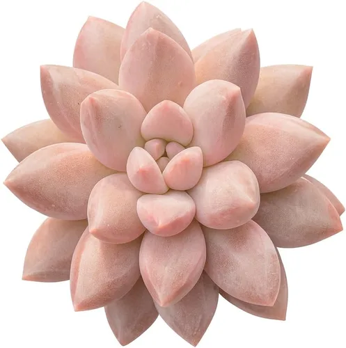 Vista 7 de Echeveria Agavoides Blue Dragon – Planta suculenta viva – 3 pulgadas – Tolerante a la sequía, bajo mantenimiento, perfecta para decoración