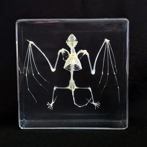 Vista 11 de Muestras de murciélago reales en manualidades de pisapapapeles de resina, colección de taxidermia de animales para educación científica y adorno