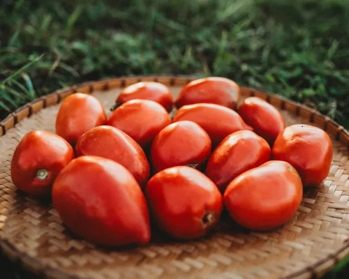 Vista 3 de Amish Pasta de tomate – 50 semillas – Variedad de tomate Amish de reliquia, súper para salsa y conserva, semillas de tomate tradicionales cultivadas
