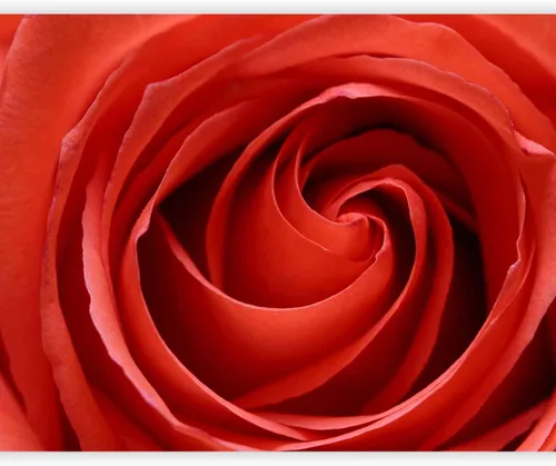 Vista 13 de artgeist Mural de pared con rosas de 138 x 106 pulgadas, papel tapiz no tejido de forro polar para decoración de pared, impresión fotográfica, #05