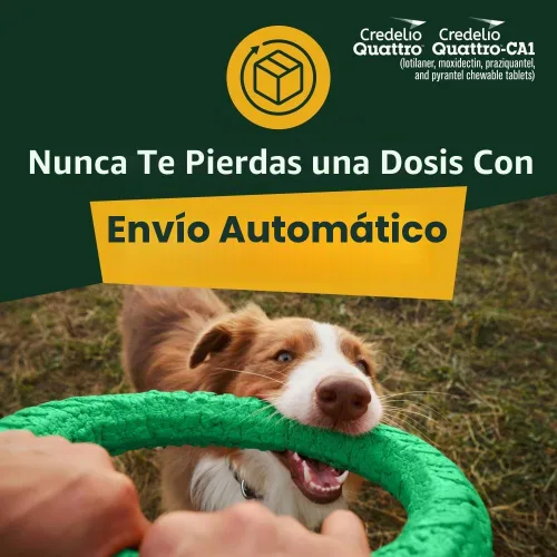 Vista 9 de Credelio Quattro / Credelio Quattro-CA1 para perros 25.1-50 libras, 1