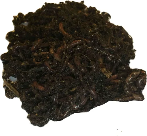Vista 3 de Más de 250 lombrices de tierra Red Wiggler, orgánicas y criadas de forma sostenible