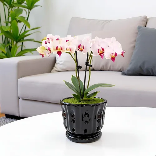 Vista 5 de Maceta de Cerámica para Orquídeas con Platillo Adjunto y Agujero de Drenaje de 6 Pulgadas (Negro)
