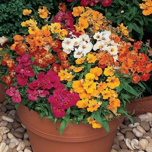 Vista 2 de Park Seed Masquerade Nemesia Semillas de flor