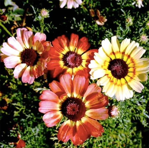 Vista 3 de Semillas de Margarita Pintadas - Chrysanthemum Carinatum - 2500 Semillas
