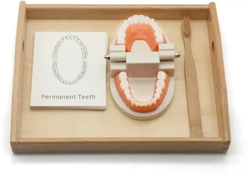 Vista 8 de Montessori Vida Práctica Modelo Dientes Y Tarjetas Juguetes De