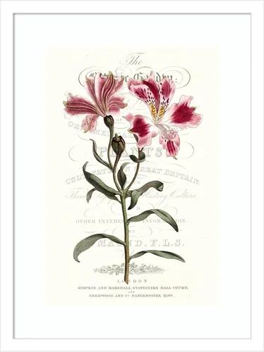 Vista 14 de Amanti Art Vision Studio - Lienzo decorativo para pared, 24 x 18 pulgadas, varietales de jardín de flores, arte de pared de flores, decoración