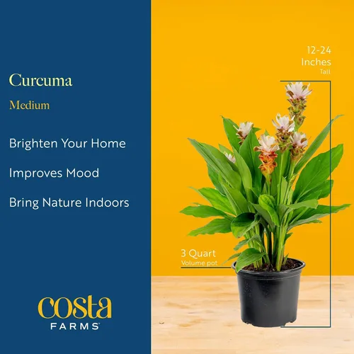 Vista 4 de Costa Farms Curcuma, planta viva de jengibre oculto en maceta de plástico, planta de interior con flores al aire libre, perfecta para decoración