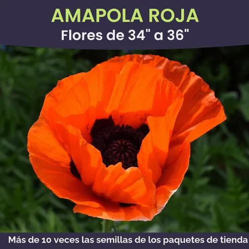 Vista 4 de Semillas de amapola roja - Paquete grande de 1 onza - Más de 200,000 semillas de flores