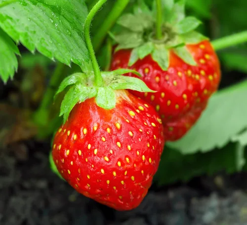 Vista 2 de Más de 200 semillas de fresa roja trepadora para plantar, semillas de frutas de jardín Everbearing fáciles de cultivar - Se envía desde Iowa, EE. UU