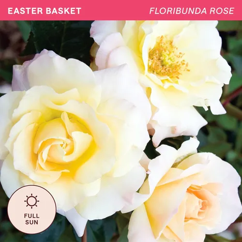 Vista 4 de Heirloom Roses Rose Bush - Easter Basket™ Planta amarilla viva para plantar al aire libre