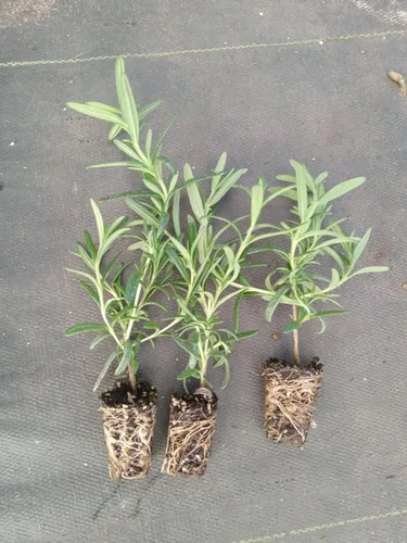 Vista 3 de Plantas de romero azul toscano vivo (paquete de 3) de 5 a 8 pulgadas de alto, hierba culinaria fragante para cocinar y paisajismo, jardines