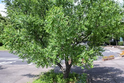 Vista 7 de 20 Semillas de árboles frutales rojos de Tsao chino común azufaifo Ziziphus Spinosa