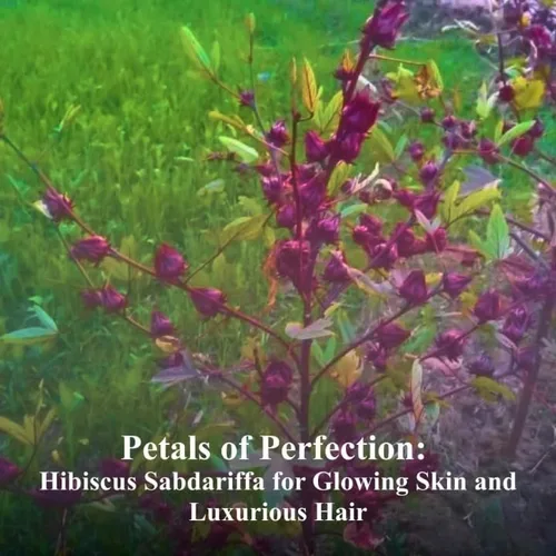 Vista 6 de Hibiscus Sabdariffa Flower Powder for Skin Hair and Body Mask I Naturalmente Rico en AHA y BHA I Skin glowingt Face Pack I 100% Puro I 3.53 oz