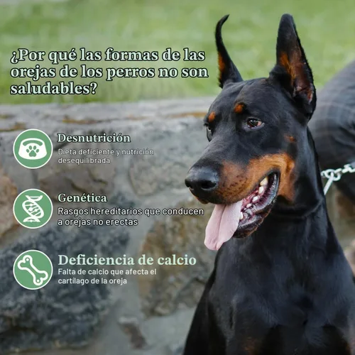 Vista 6 de POPETPOP - Juego de 2 juegos de publicación de orejas de perro, herramienta de pie de oreja Doberman con cinta Herramienta de soporte para orejas
