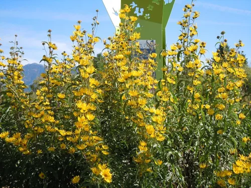 Vista 5 de TomorrowSeeds - Maximilian Semillas de girasol - Más de 1000 unidades - para plantar pradera 2026, girasol perenne, resistente a la sequía