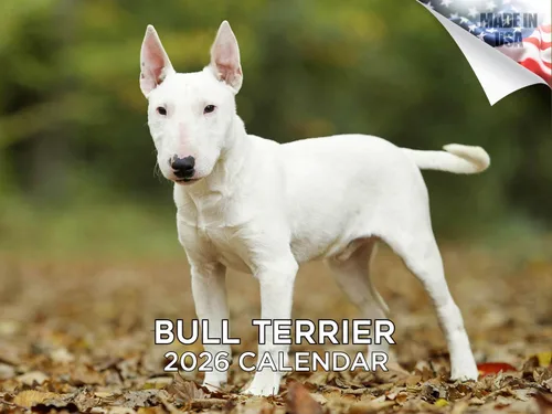 Vista 110 de Calendario de Lebrel Afgano 2025 2026, calendario mensual de pared de raza canina, 12" x 18" abierto, papel grueso sin traspaso, ideal para regalo