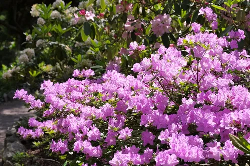 Vista 6 de 50 semillas de flores arbustivas rosadas de arbustos de arbustos de azalea real de Schlippenbachii