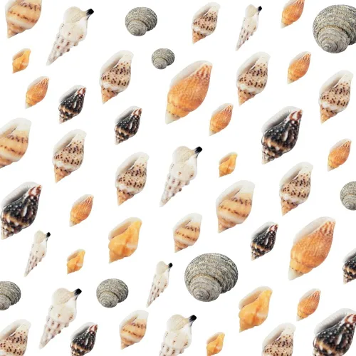 Vista 6 de WEOXPR 2000 piezas de pequeñas conchas marinas para manualidades, conchas Conchas Marinas Mixtas
