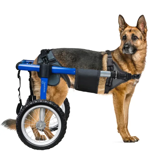 Vista 10 de Silla de ruedas para perro para patas traseras, silla de ruedas para perro con neumáticos todo terreno y rodamientos duraderos, silla de ruedas