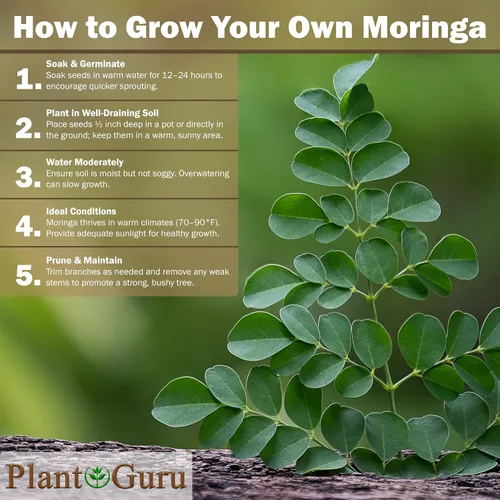 Vista 7 de Moringa Seeds sin alas, 16 onzas / 1 libra, variedad PKM1, aperitivos comestibles, plantación, Moringa Oleifera, Malunggay, Semillas de Moringa