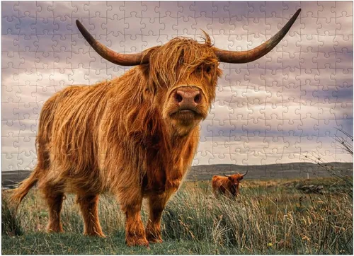 Vista 7 de MyPuzzle Strict Pair of Highland Cows Caught On The North Coast of Scotland - Rompecabezas prémium de 100 piezas para adultos